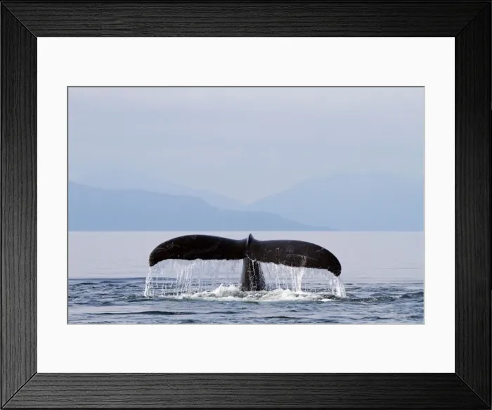 Framed Print : Picture No. 10891266 Framed Print : Picture No. 10891266