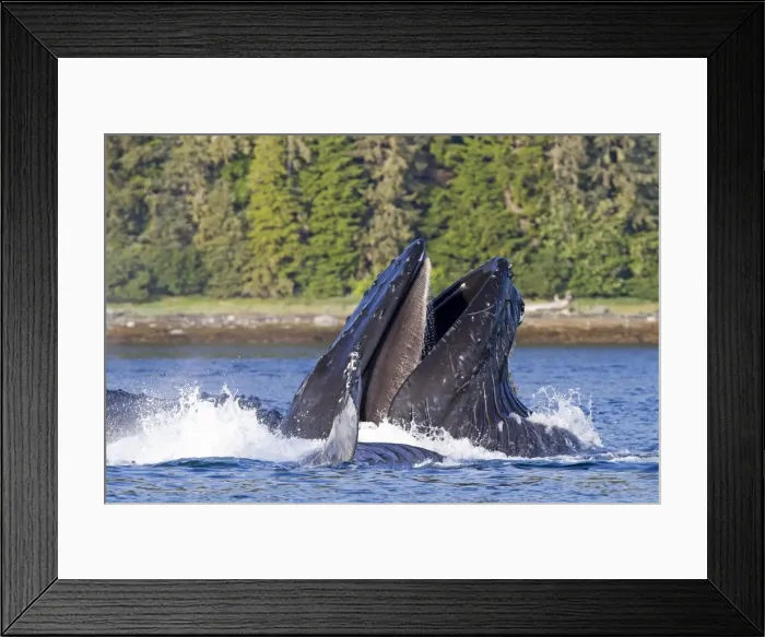 Framed Print : Picture No. 10891269 Framed Print : Picture No. 10891269