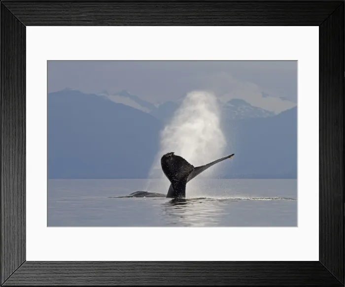 Framed Print : Picture No. 10891271