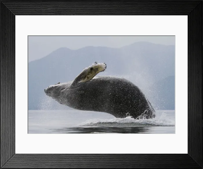 Framed Print : Picture No. 10891263