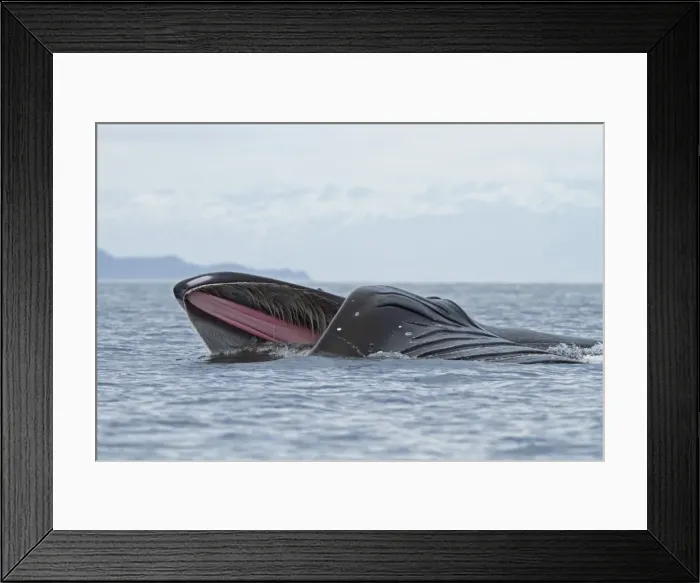 Framed Print : Picture No. 10891273 Framed Print : Picture No. 10891273