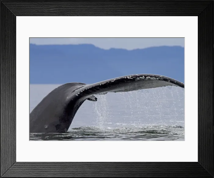 Framed Print : Picture No. 10891270