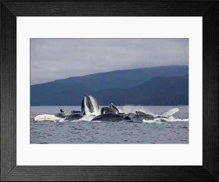 Framed Print : Picture No. 10891276 Framed Print : Picture No. 10891276