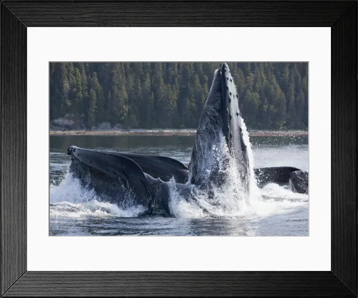 Framed Print : Picture No. 10891278 Framed Print : Picture No. 10891278