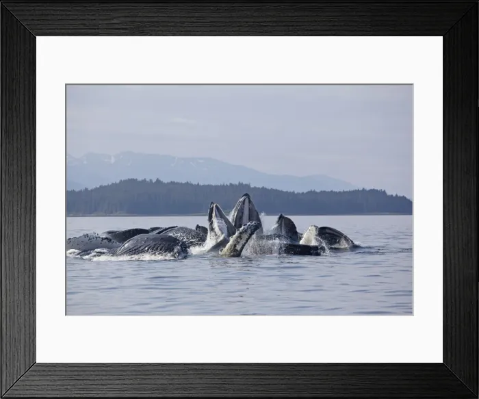 Framed Print : Picture No. 10891277