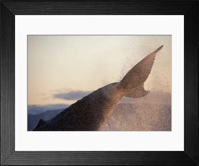 Framed Print : Picture No. 10891275 Framed Print : Picture No. 10891275