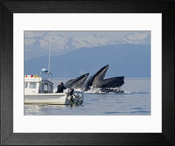Framed Print : Picture No. 10891283 Framed Print : Picture No. 10891283