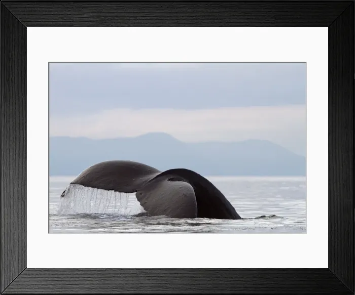 Framed Print : Picture No. 10891272 Framed Print : Picture No. 10891272