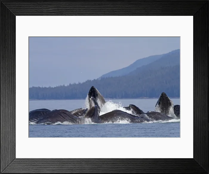 Framed Print : Picture No. 10891285
