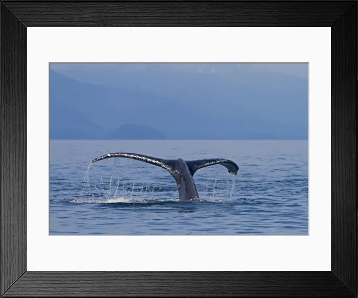 Framed Print : Picture No. 10891282 Framed Print : Picture No. 10891282