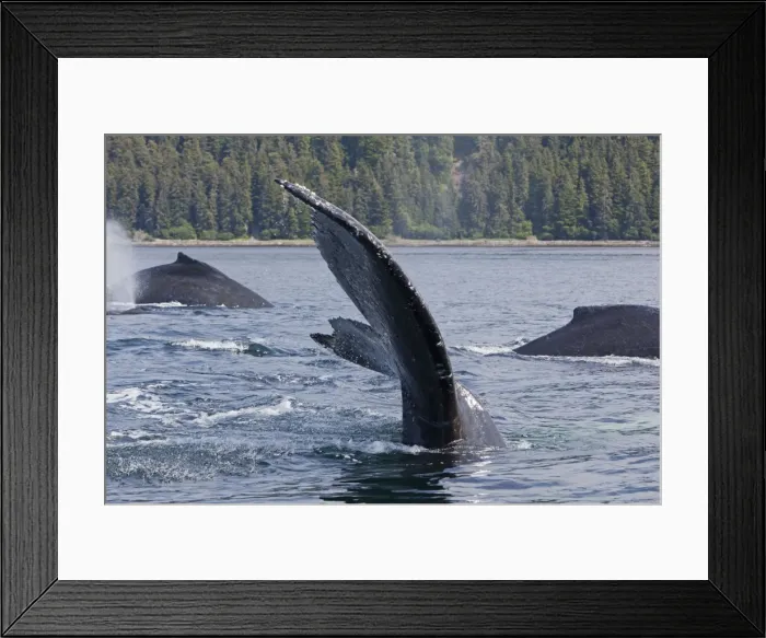Framed Print : Picture No. 10891280