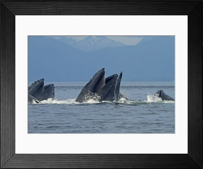 Framed Print : Picture No. 10891281