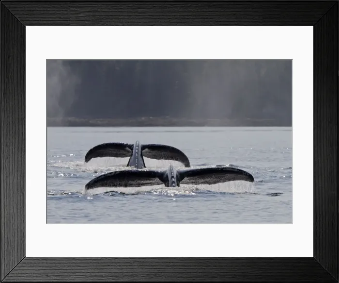 Framed Print : Picture No. 10891284 Framed Print : Picture No. 10891284