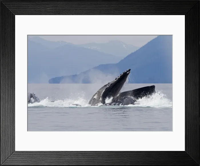 Framed Print : Picture No. 10891286