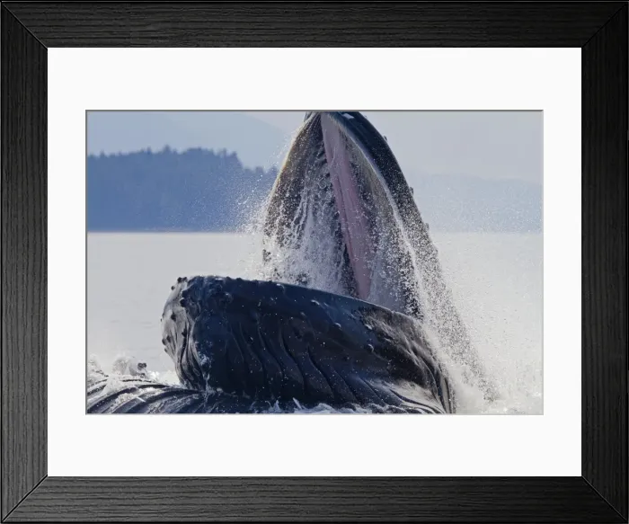 Framed Print : Picture No. 10891287 Framed Print : Picture No. 10891287