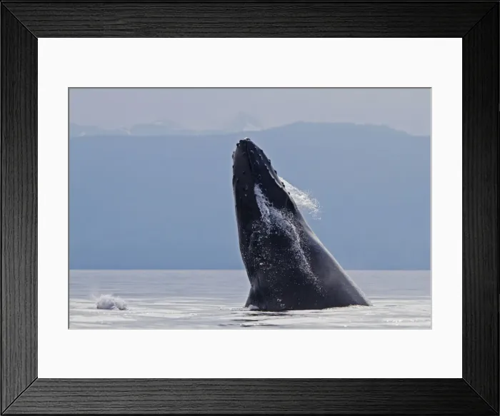 Framed Print : Picture No. 10891289 Framed Print : Picture No. 10891289