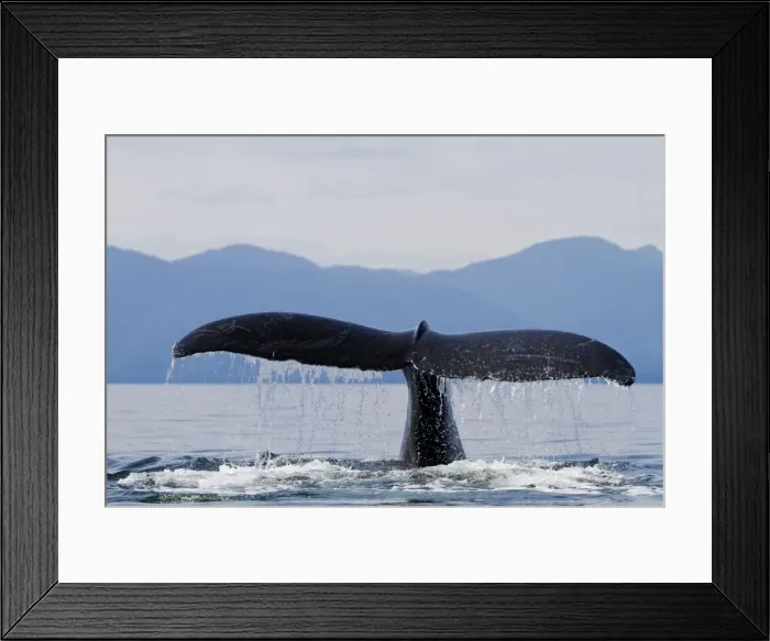 Framed Print : Picture No. 10891291