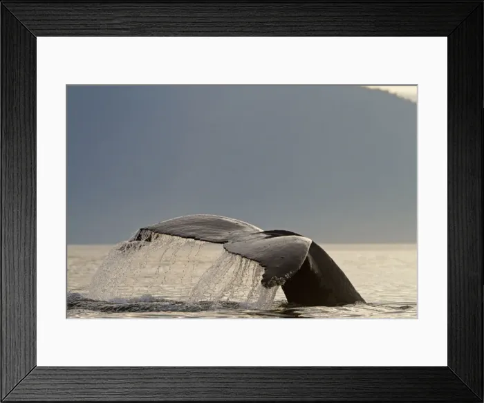 Framed Print : Picture No. 10891294 Framed Print : Picture No. 10891294