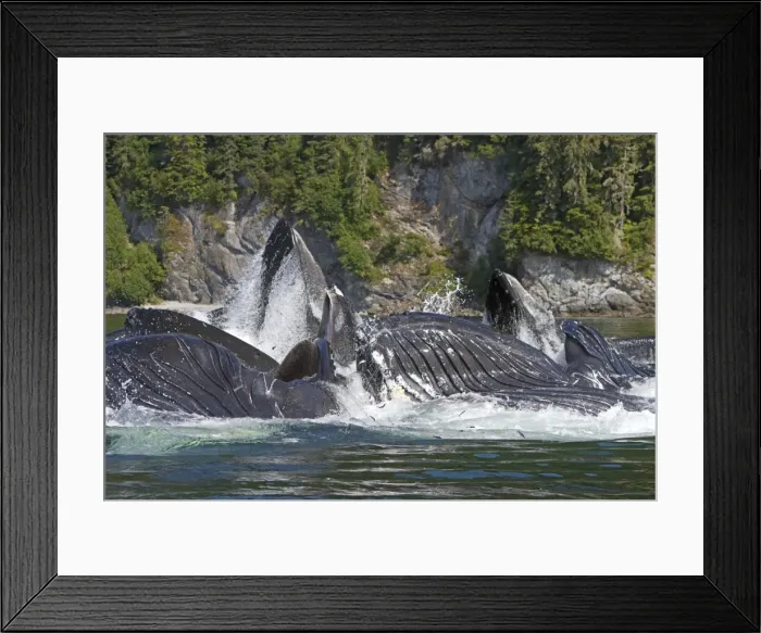 Framed Print : Picture No. 10891290 Framed Print : Picture No. 10891290