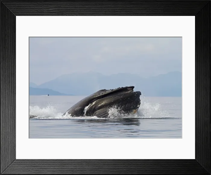 Framed Print : Picture No. 10891293 Framed Print : Picture No. 10891293