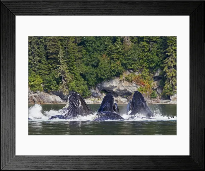 Framed Print : Picture No. 10891288 Framed Print : Picture No. 10891288