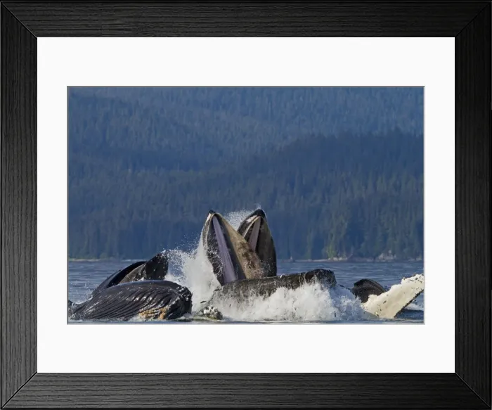 Framed Print : Picture No. 10891292