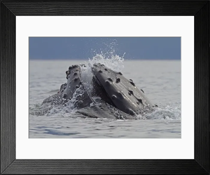 Framed Print : Picture No. 10891295 Framed Print : Picture No. 10891295