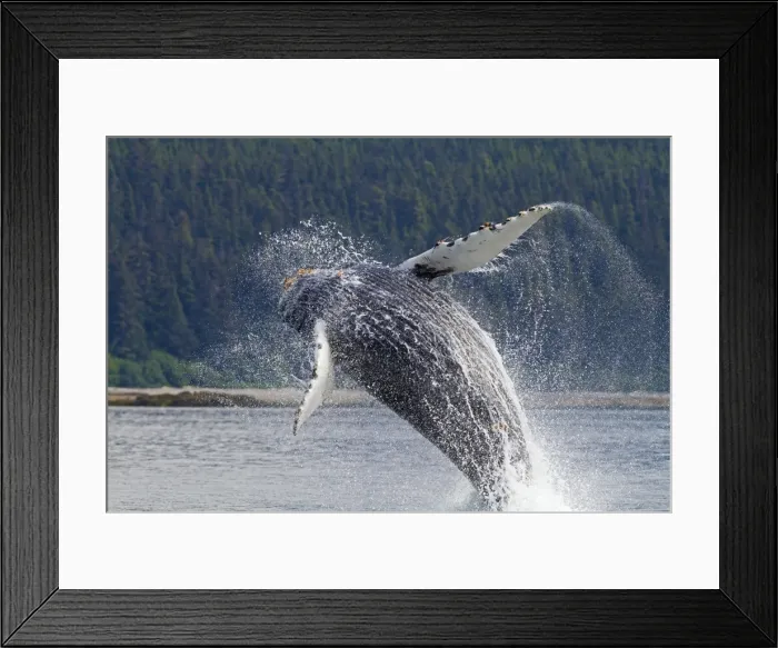 Framed Print : Picture No. 10891296 Framed Print : Picture No. 10891296