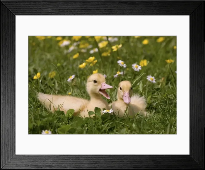 Framed Print : Picture No. 10891297 Framed Print : Picture No. 10891297