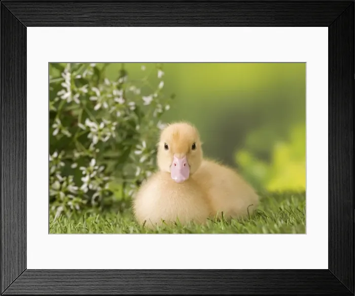 Framed Print : Picture No. 10891300 Framed Print : Picture No. 10891300