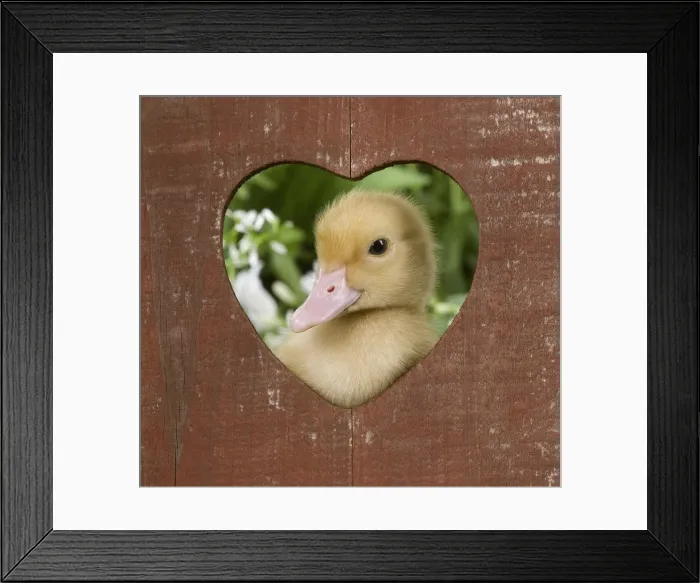 Framed Print : Picture No. 10891307 Framed Print : Picture No. 10891307