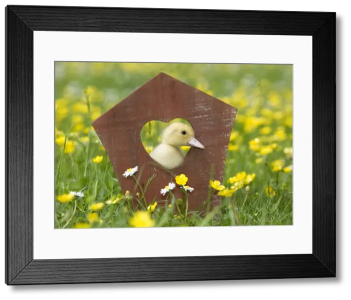 Framed Print : Picture No. 10891298 Framed Print : Picture No. 10891298