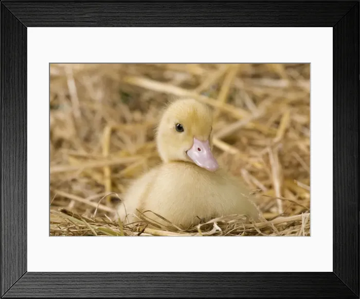 Framed Print : Picture No. 10891308 Framed Print : Picture No. 10891308
