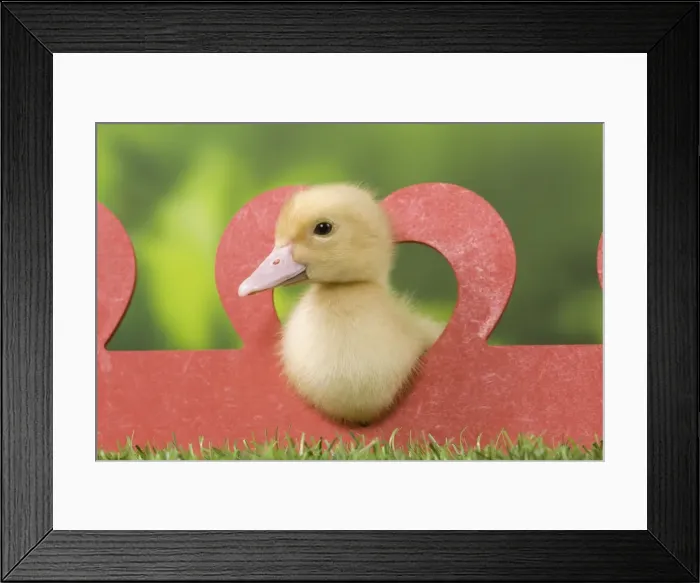 Framed Print : Picture No. 10891315 Framed Print : Picture No. 10891315