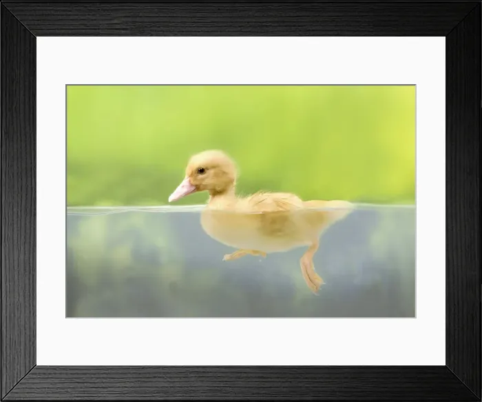 Framed Print : Picture No. 10891316 Framed Print : Picture No. 10891316