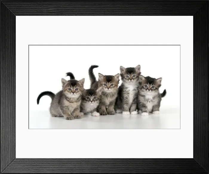 Framed Print : Picture No. 10891318 Framed Print : Picture No. 10891318