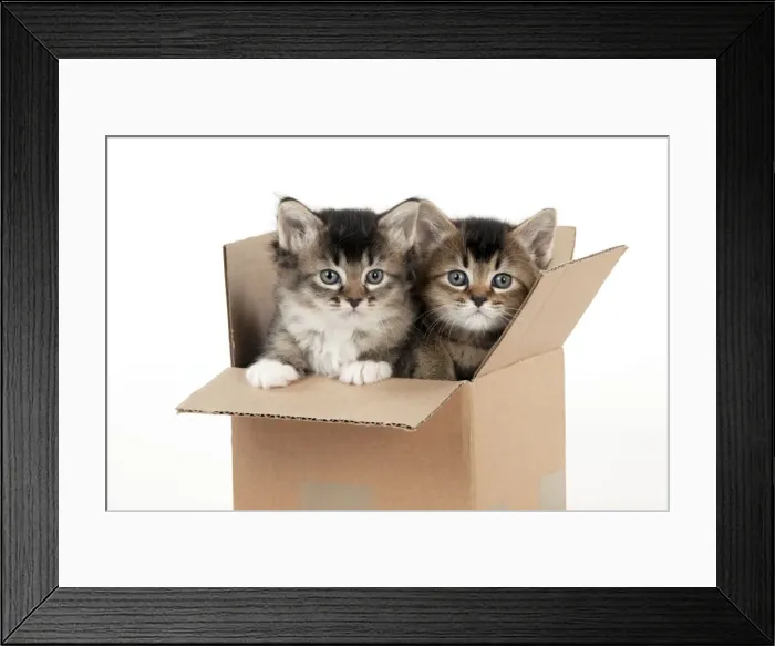 Framed Print : Picture No. 10891317 Framed Print : Picture No. 10891317