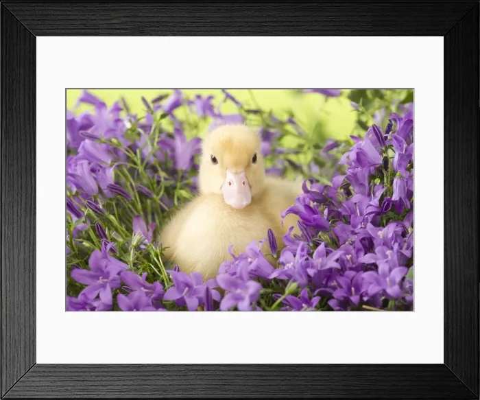 Framed Print : Picture No. 10891312 Framed Print : Picture No. 10891312