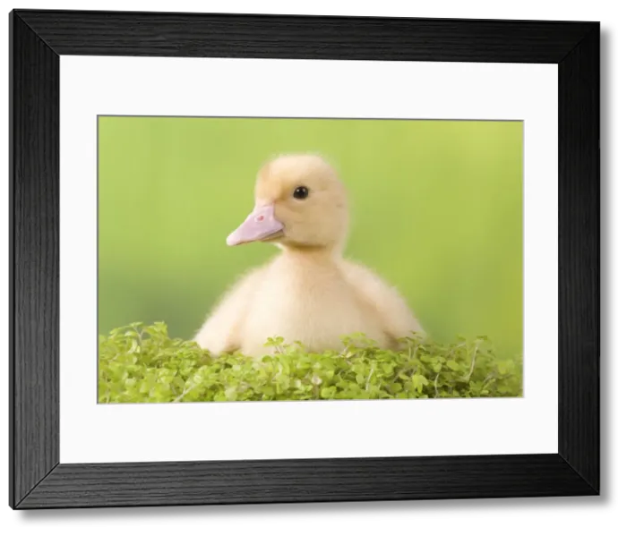 Framed Print : Picture No. 10891313 Framed Print : Picture No. 10891313