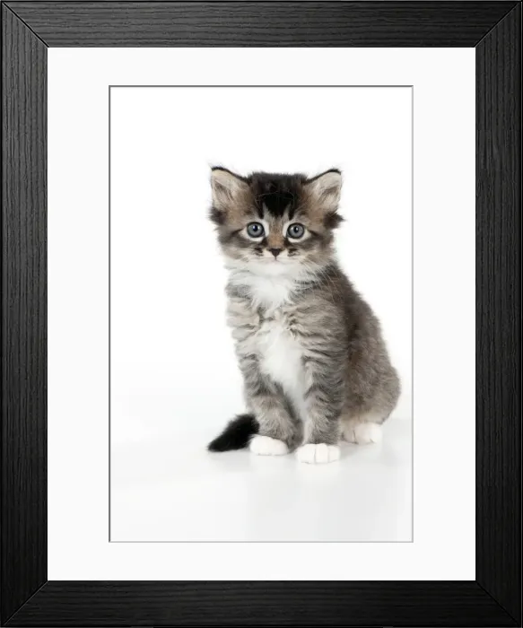 Framed Print : Picture No. 10891320 Framed Print : Picture No. 10891320