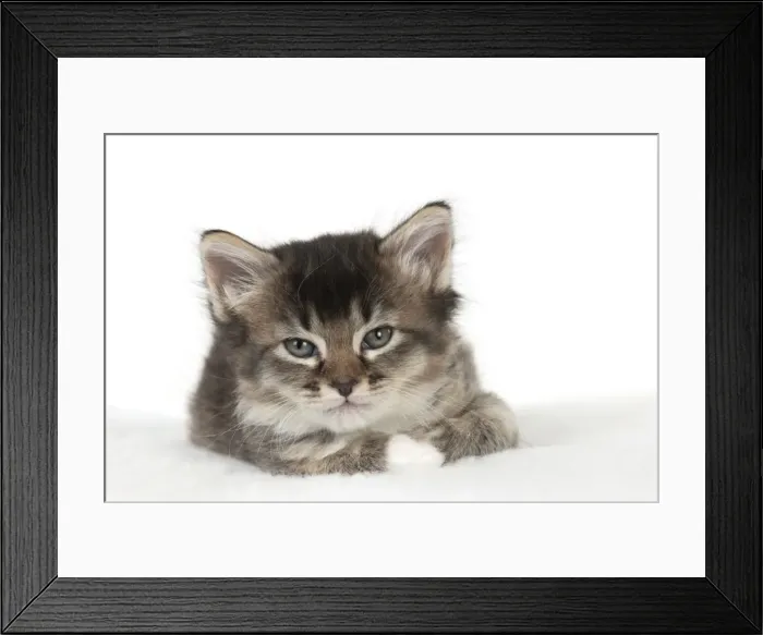 Framed Print : Picture No. 10891324 Framed Print : Picture No. 10891324