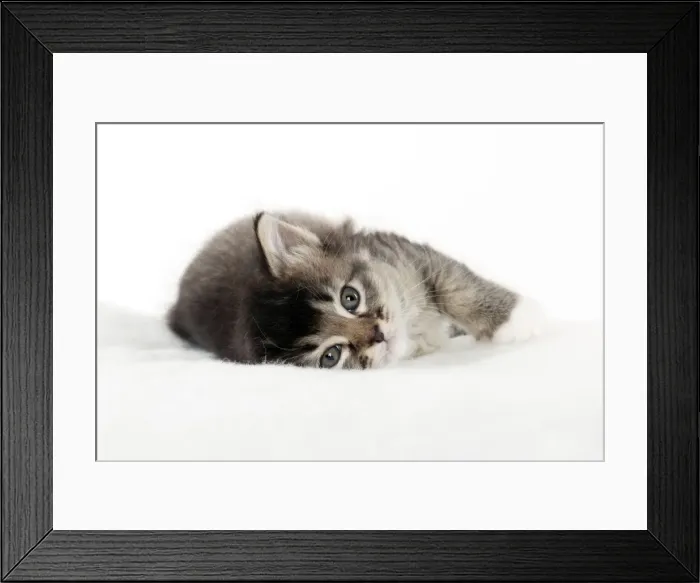 Framed Print : Picture No. 10891322 Framed Print : Picture No. 10891322