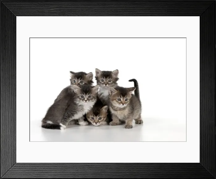 Framed Print : Picture No. 10891319 Framed Print : Picture No. 10891319