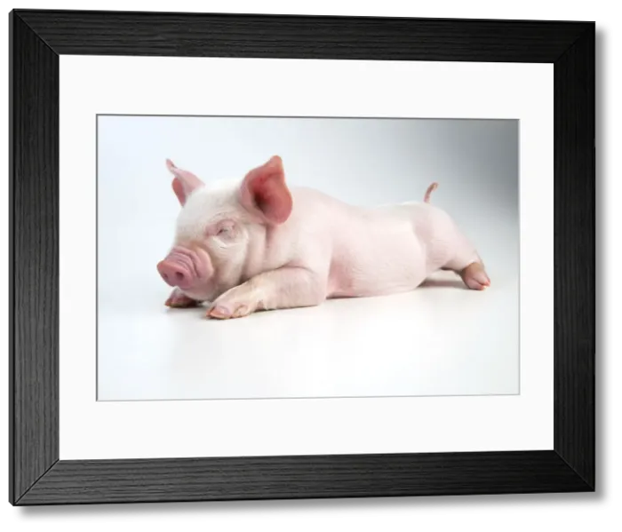 Framed Print : Picture No. 10891326 Framed Print : Picture No. 10891326