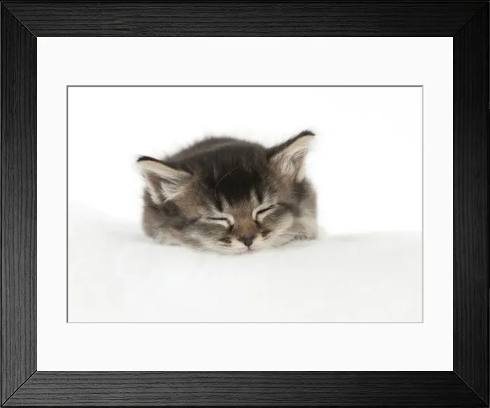 Framed Print : Picture No. 10891323 Framed Print : Picture No. 10891323