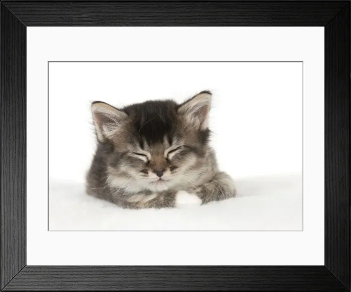 Framed Print : Picture No. 10891325 Framed Print : Picture No. 10891325