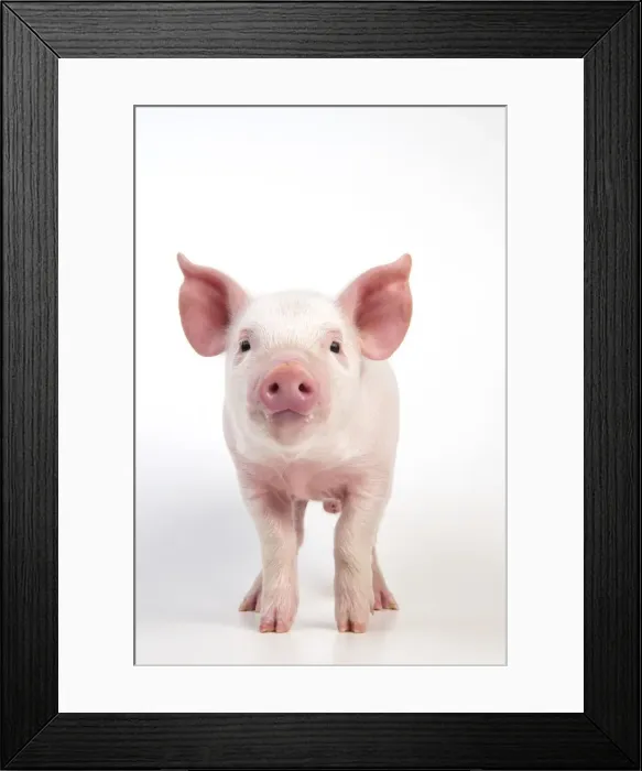 Framed Print : Picture No. 10891335 Framed Print : Picture No. 10891335