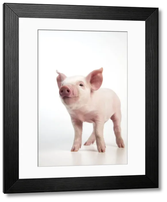 Framed Print : Picture No. 10891333 Framed Print : Picture No. 10891333