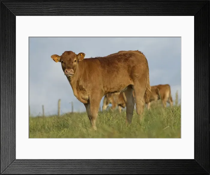 Framed Print : Picture No. 10891336 Framed Print : Picture No. 10891336