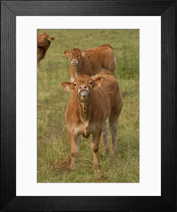Framed Print : Picture No. 10891338 Framed Print : Picture No. 10891338